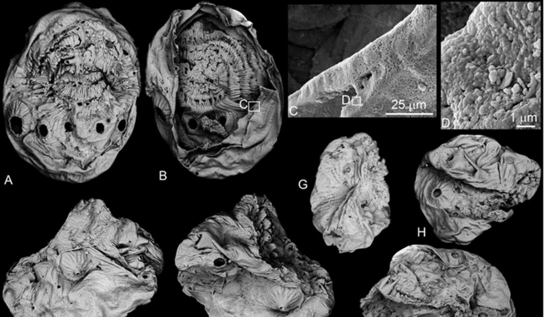 Embriões fossilizados com mais de 500 milhões de anos são encontrados na China-0