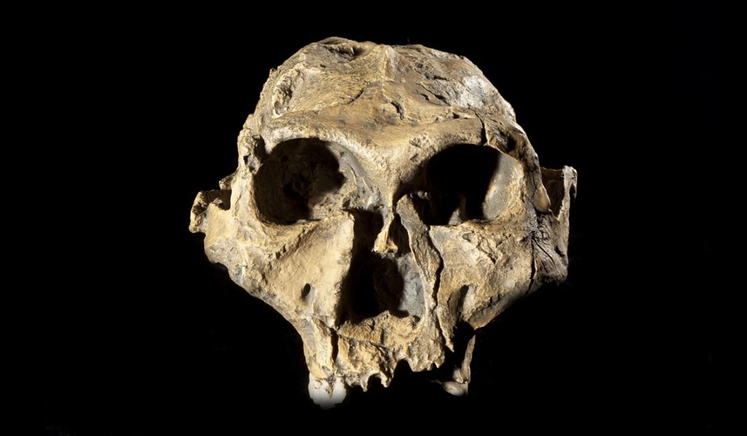 Hominídeos estavam na Europa 500 mil anos antes do que se pensava-0