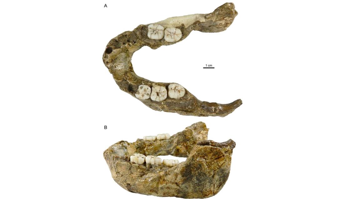 Espécie extinta aparentada dos humanos é descoberta na África do Sul-0