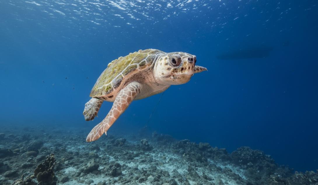 Tartarugas marinhas usam "GPS natural" para navegação, aponta estudo-0