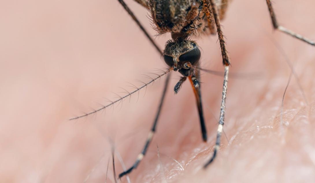 Antenas de mosquitos podem ajudar pesquisadores a detectar desastres naturais-0